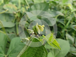 Vigna flowers. They are herbs or occasionally subshrubs.