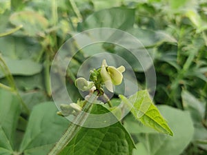 Vigna flowers. They are herbs or occasionally subshrubs. photo