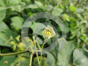 Vigna flowers. They are herbs or occasionally subshrubs. photo