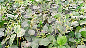 Vigna mungo black urad bean plants
