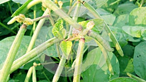 Vigna mungo urad bean black gram close up