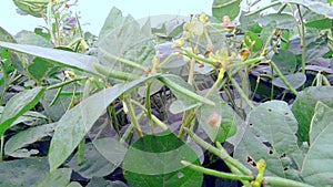 Vigna mungo urad bean close up photo