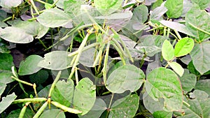 Vigna mungo urad bean plant fruits