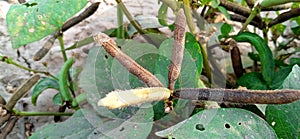 Vigna Mungo urad dal herbs stock photo