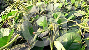 Vigna radiata green gram cultivation