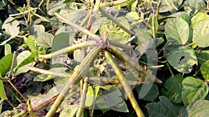 Vigna radiata green gram maash cultivation