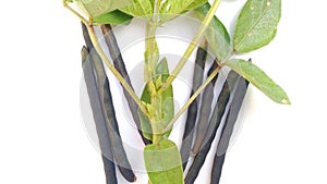 Vigna radiata green moong bean plant fruits