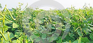 Vigna radiata mungo green gram maash moong close up