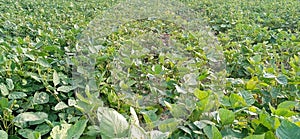 Vigna radiata mungo green gram maash moong field