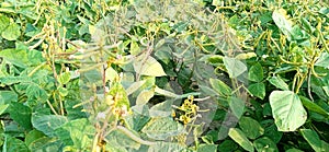 Vigna radiata mungo green gram plants