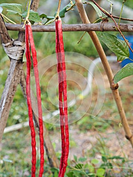 Vigna unguiculata sesquipedalis   Sesquipedalis  Magnoliophyta  Fabaceae  red vegetable Yard long bean  raw food blooming in