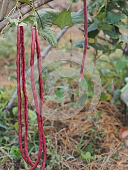 Vigna unguiculata sesquipedalis   Sesquipedalis  Magnoliophyta  Fabaceae  red vegetable Yard long bean  raw food blooming in