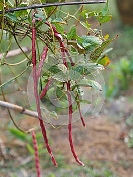 Vigna unguiculata sesquipedalis   Sesquipedalis  Magnoliophyta  Fabaceae  red vegetable Yard long bean  raw food blooming in