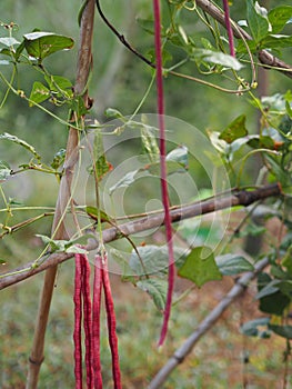 Vigna unguiculata sesquipedalis   Sesquipedalis  Magnoliophyta  Fabaceae  red vegetable Yard long bean  raw food blooming in