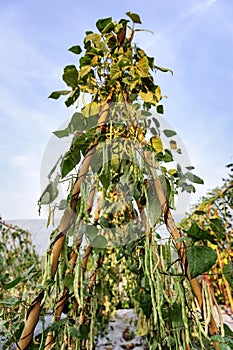 Vigna unguiculata subsp
