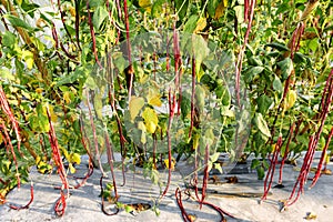 Vigna unguiculata subsp