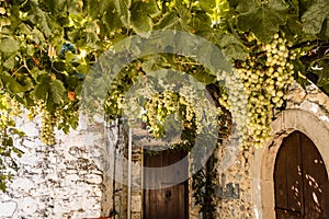 Vigne of white grapes suspended on a pergola photo