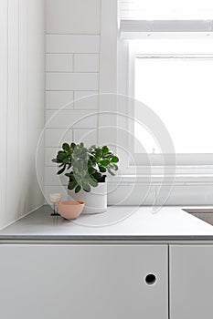 Vignette of pot plant and ornaments on kitchen benchtop photo