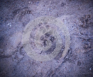 Vignetted dog paw prints in the mud. background, natural.