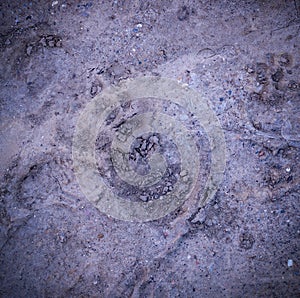 Vignetted dog paw prints in the mud. background, natural.