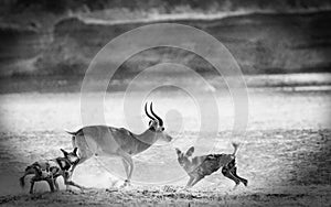 Vignetted image of African Wild Dogs attacking a puku antelope in South Luangwa National Park, Zambia