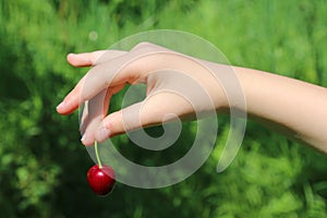 Vignola cherries, fresh ripe fruit, Italy