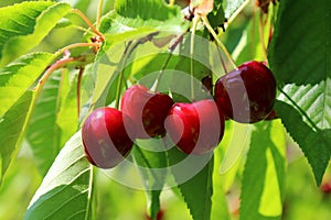 Vignola cherries, fresh ripe fruit still to be picked on the tree