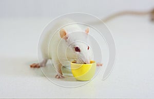 The vigor concept. mouse white. a rat drinks coffee in the