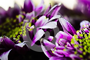 Vigorous artistic closeup inflorescence of blooming Chrysanthemum callistephus chinensis flower with water dew drops