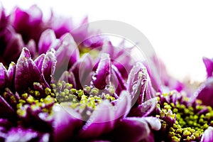 Vigorous artistic closeup inflorescence of blooming Chrysanthemum callistephus chinensis flower with water dew drops