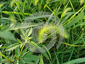 Vigorous foxtail grass
