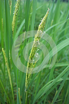In the vigorous growth period of rice fields,Thailand