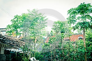 Vigorous papaya trees with abundance fruits at tropical backyard garden in North Vietnam