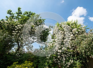 Vigorous rambling rose with white flower heads. The rampant rose plant climbs up tall trees in a London garden.