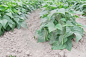 Vigorous row of green bush beans row hill ready to harvest in Washington, USA