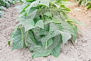 Vigorous row of green bush beans row hill ready to harvest in Washington, USA