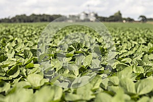 Vigorous soybean plantation growing in the field.