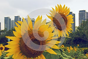 Vigorous sunflower