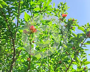 Vigorous young pomegranate fruits on tree branch in springtime in Dallas, Texas, USA