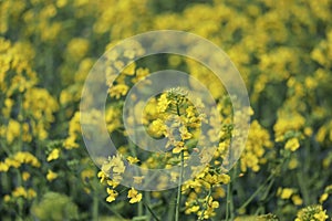 Rapeseed in Spring