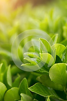 Vigorously growing holly in spring