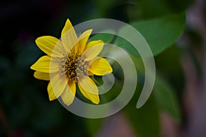 Viguiera flower ,Beautiful yellow flower in nature