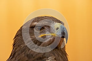 Head of steppe eagle, Aquila nipalensis, bird of prey used in falconry. photo