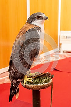 Variable hawk, Geranoaetus polyosoma, bird of prey used in falconry. photo