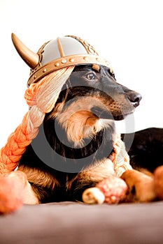 Viking puppy