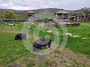 Viking village, historic buildings of the Scandinavian warriors, Vikings, the barbarians and their homes. Life and life in the