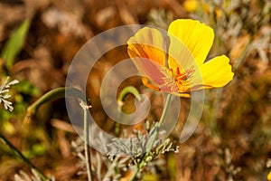 Vilaflor Wildflowers photo