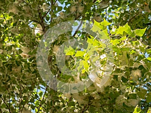 Vilano white fluff on the branches of a poplar Populus