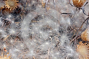 Aerial seed plants in summer photo