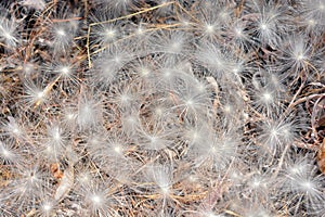 Aerial seed plants in summer photo